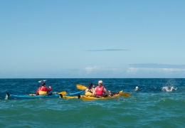 Dolphins